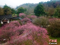 靈峰景區(qū)踏春賞梅正當時