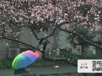 梅花怒放香满校园