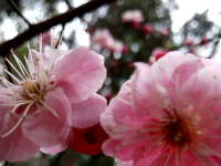 十堰：粉红挑花醉游人