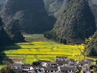 贵州兴义万峰林万亩油菜花竞相开放 