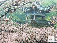 梅花怒放香满校园