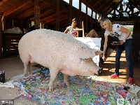 “猪界毕加索” 一幅画值26000元