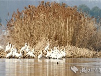 鹭舞潜江返湾湖国家湿地