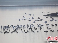 湖北记录到越冬水鸟78种 种群数量逾42万只