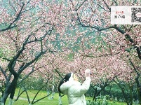 梅花怒放香满校园