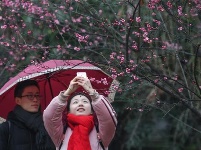 与梅花争艳！武大云南早樱悄然开放，赏樱季开启倒计时