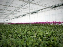 “台湾兰花”安家十堰,花开茅箭成一景!