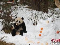 成都大熊猫基地为大熊猫专门造雪玩耍