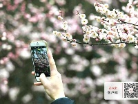 梅花怒放香满校园