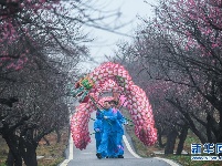 万亩红梅迎春来 