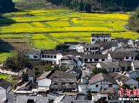 贵州兴义万峰林万亩油菜花竞相开放 