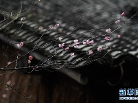 西溪湿地：早春时节 曲水寻梅