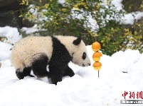 成都大熊猫基地为大熊猫专门造雪玩耍