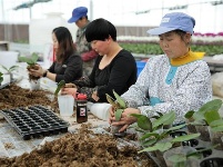 “台湾兰花”安家十堰,花开茅箭成一景!