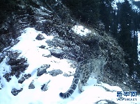 新疆：天山冬季雪豹调查取得阶段性成果