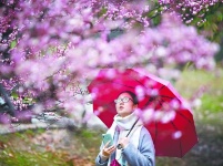 别样情趣春雨中