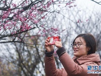 万亩红梅迎春来 
