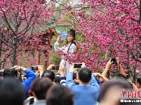 广州华南农业大学樱花怒放吸引游人