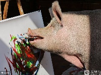 “猪界毕加索” 一幅画值26000元
