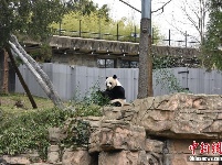 华盛顿大熊猫迎“新家” 续写中美熊猫情缘