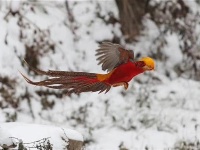 翩翩起舞 珍稀红腹锦鸡戏飞雪