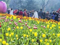 武汉解放公园花卉展 | 游园贺新春