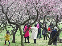 东湖好春光 暗香醉游人