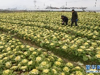 南京：“玫瑰白菜”面市