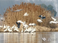 鹭舞潜江返湾湖国家湿地