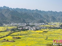 贵州兴义万峰林万亩油菜花竞相开放 