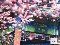 梅花怒放香满校园