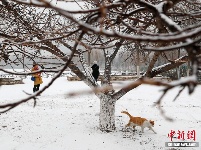 元宵节北京迎降雪