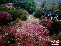 靈峰景區(qū)踏春賞梅正當時