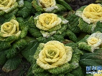 南京：“玫瑰白菜”面市