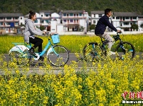 贵州兴义万峰林万亩油菜花竞相开放 
