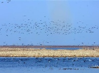 湖北记录到越冬水鸟78种 种群数量逾42万只
