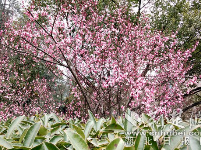 十堰：粉红挑花醉游人