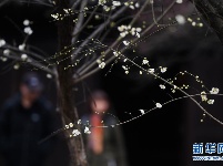 西溪湿地：早春时节 曲水寻梅
