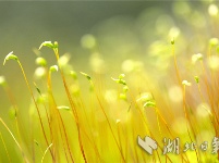 湖北秭归：苔藓植株春天里舞“芭蕾”