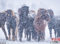 摄影师拍马勇敢面对暴风雪 张张令人心灵震颤