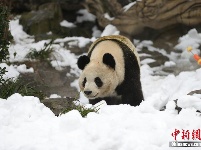 成都大熊猫基地为大熊猫专门造雪玩耍