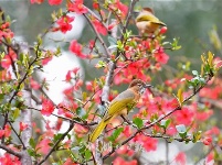 湖北夷陵:鸟戏海棠花丛间