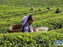 明前茶飘香 茶农采茶忙