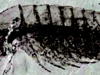 湖北长阳发现5.18亿年前清江生物群