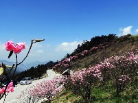 春夏旅游何处去？到神农架赏高山杜鹃花 感受神农文化