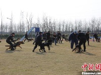 探访警犬“拉练”现场 一睹警犬展“绝技”