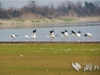 阳新网湖湿地白鹤舞翩跹