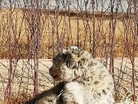 西藏村民发现幼年雪豹 寄存保护园待其长大放归自然