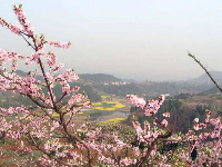 荆州桃花村又到春暖花开时