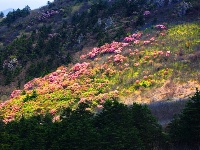 春夏旅游何处去？到神农架赏高山杜鹃花 感受神农文化